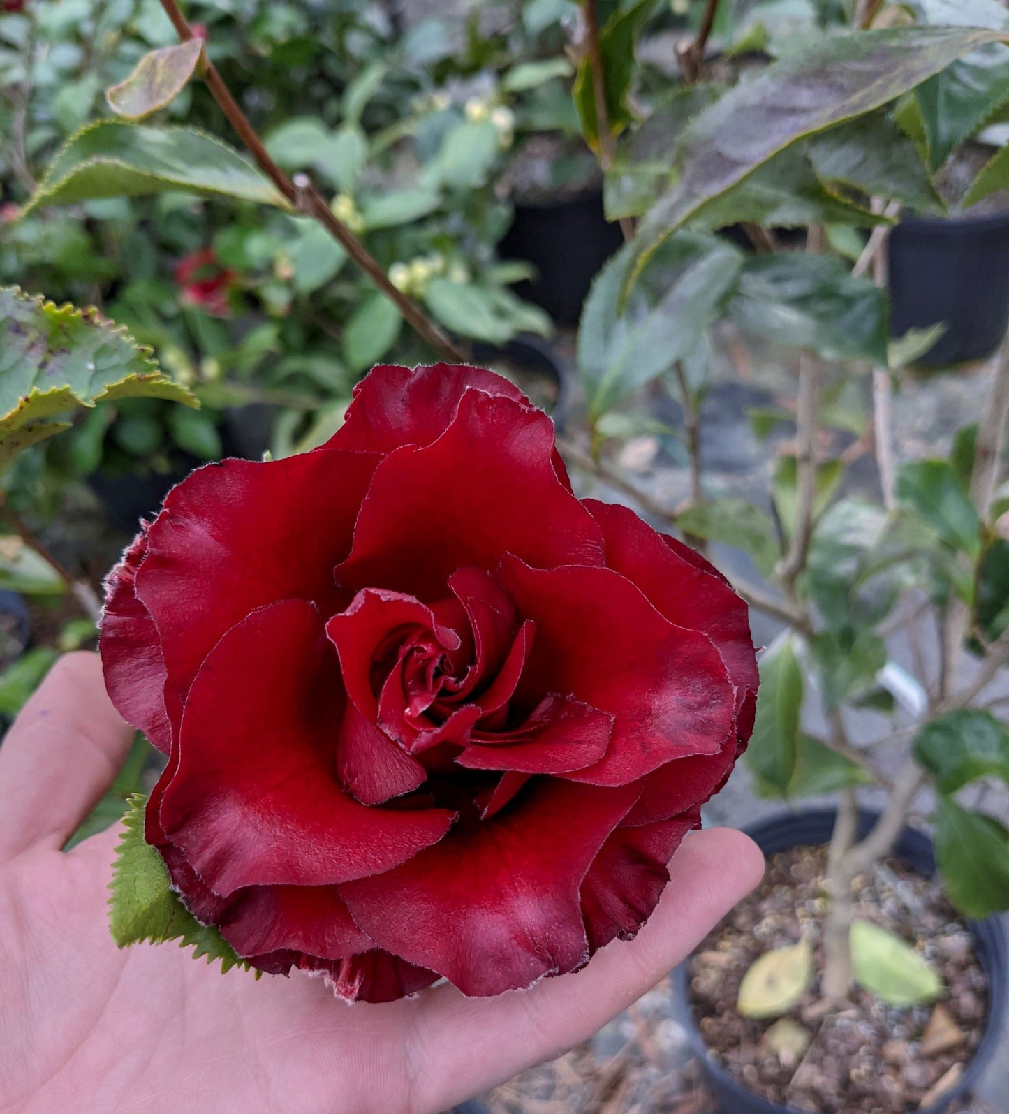 Camellia japonica 'Black Magic'