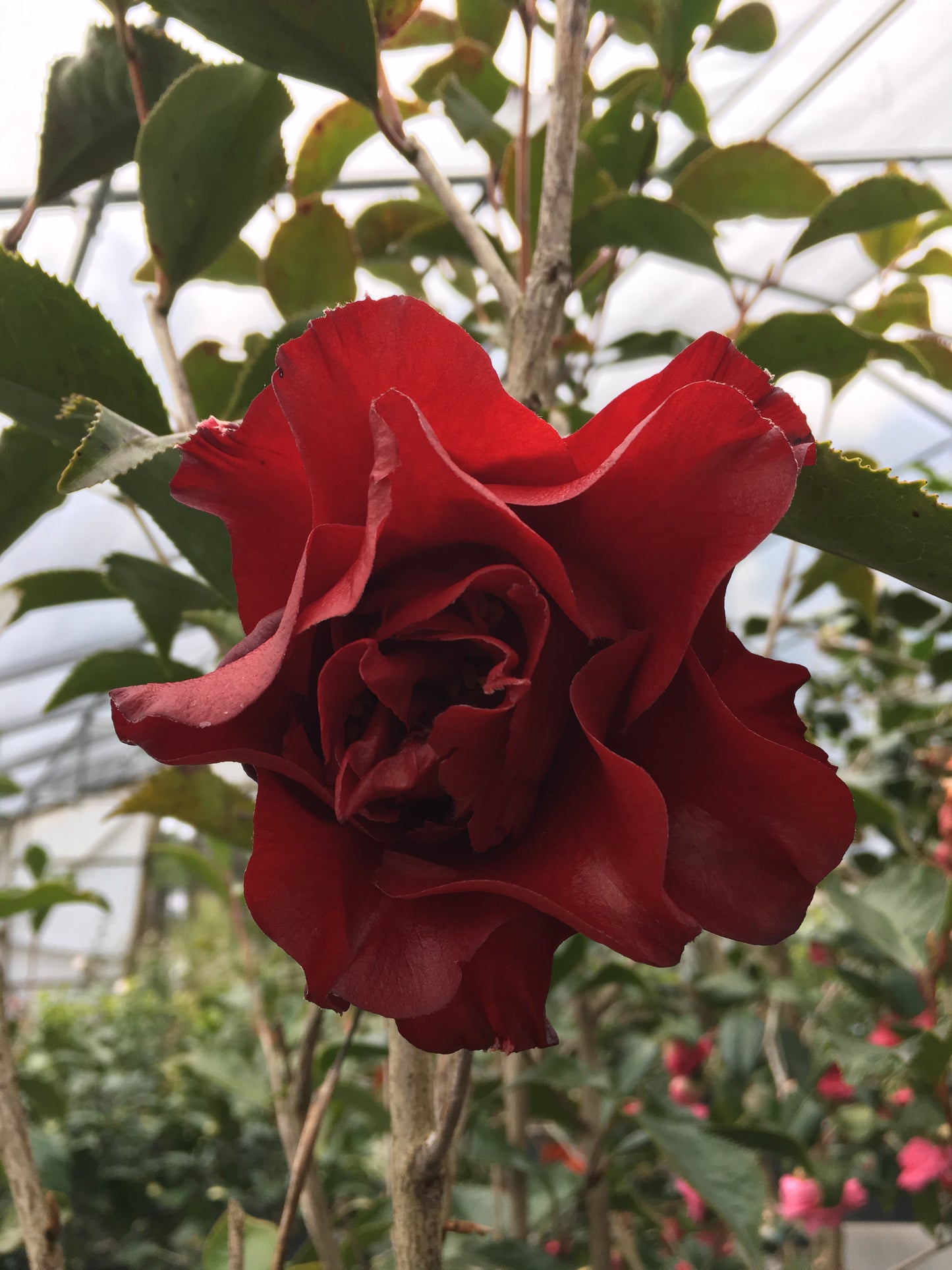 Camellia japonica 'Black Magic'