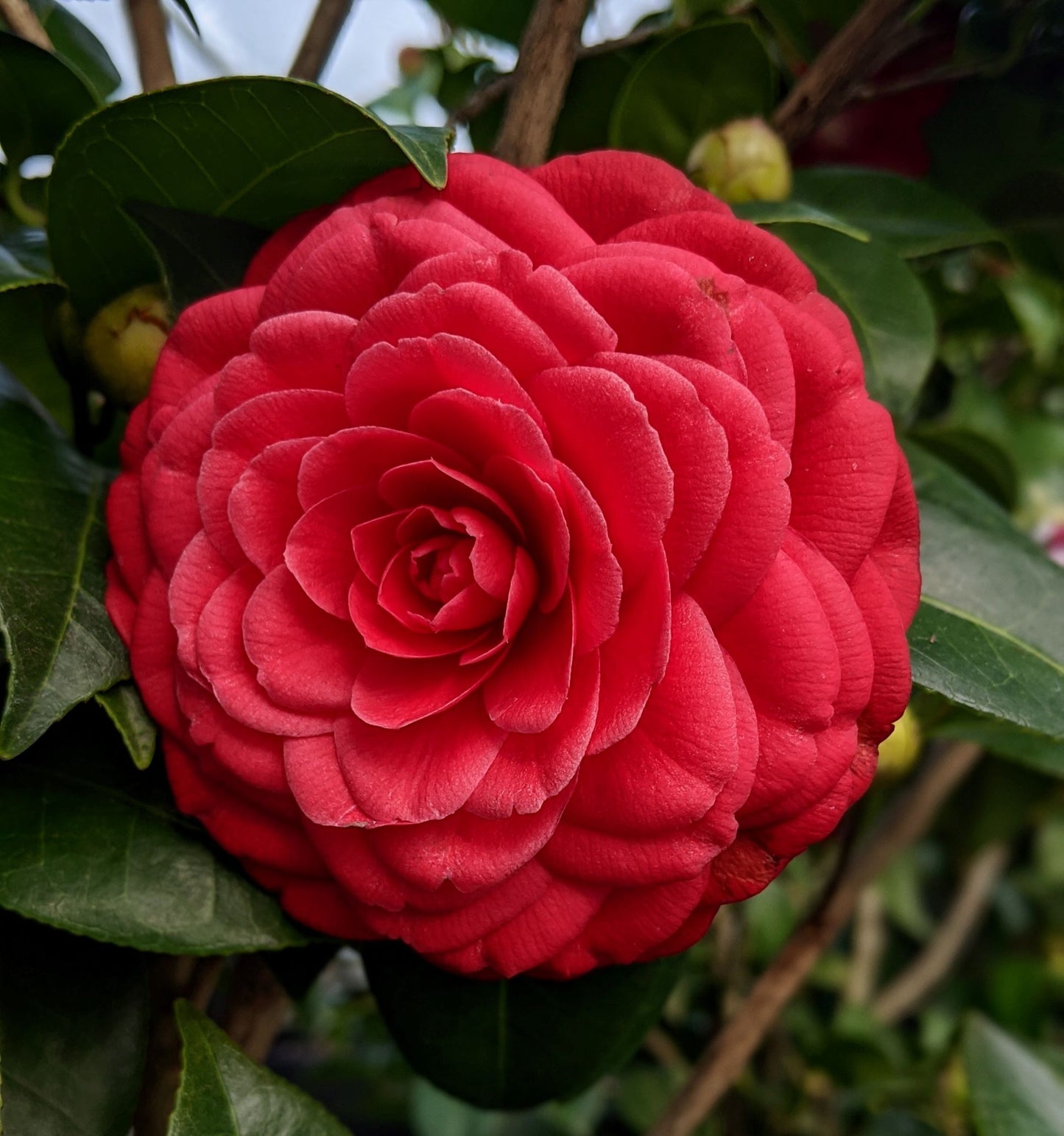 Camellia japonica 'Black Tie'