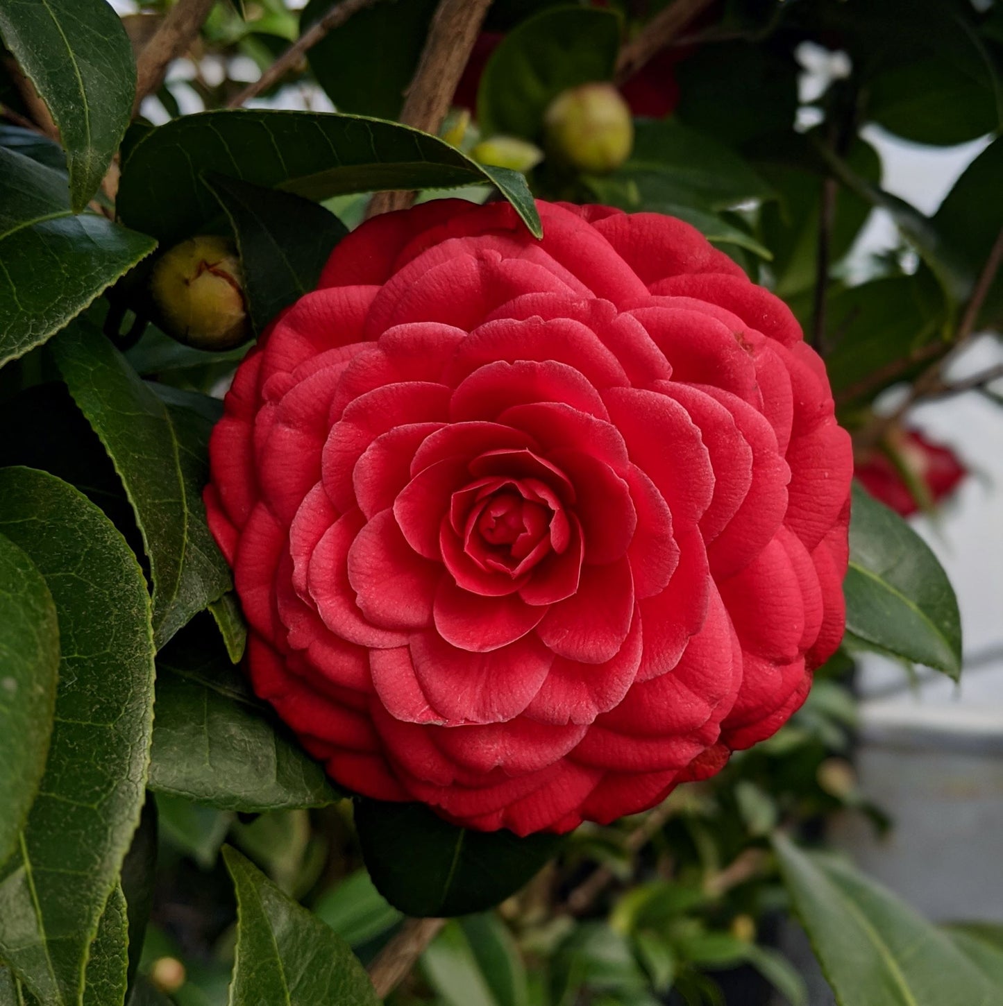 Camellia japonica 'Black Tie'