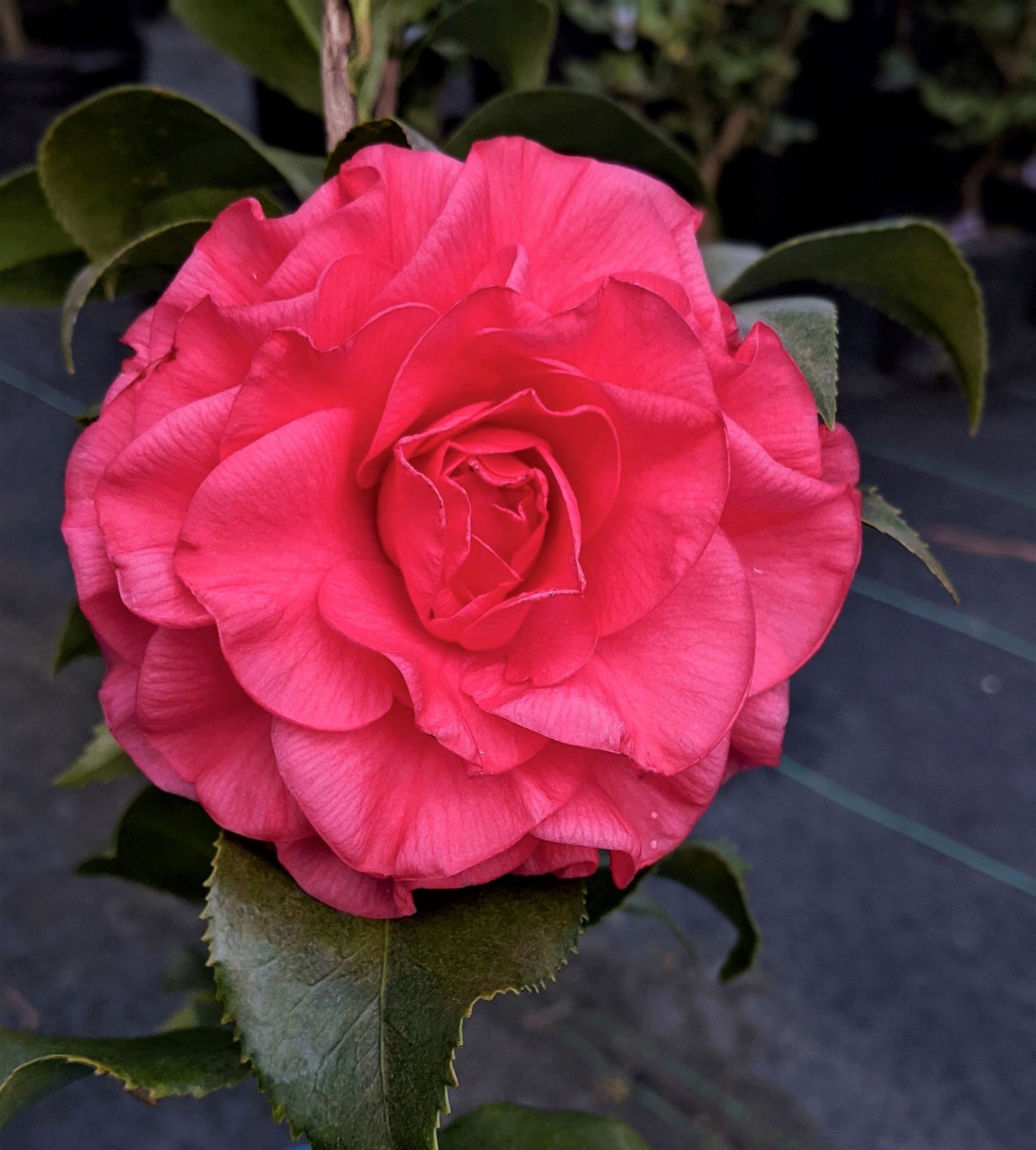 Camellia japonica 'Blue Ridge Sunset'