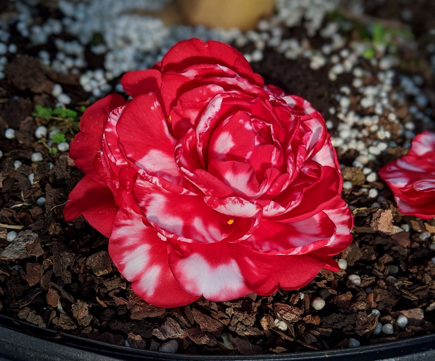 Camellia japonica 'Bobbie Fain Var.'