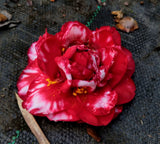 Camellia japonica 'Bobbie Fain Var.'