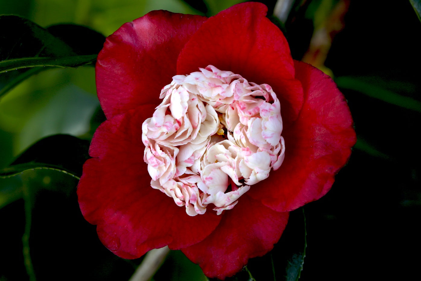 Camellia japonica 'Tinsie' at Camellia Forest Nursery