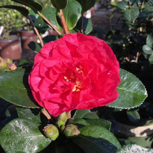 Camellia sasanqua 'Bonanza'