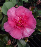 Camellia sasanqua 'Bonanza Var.'
