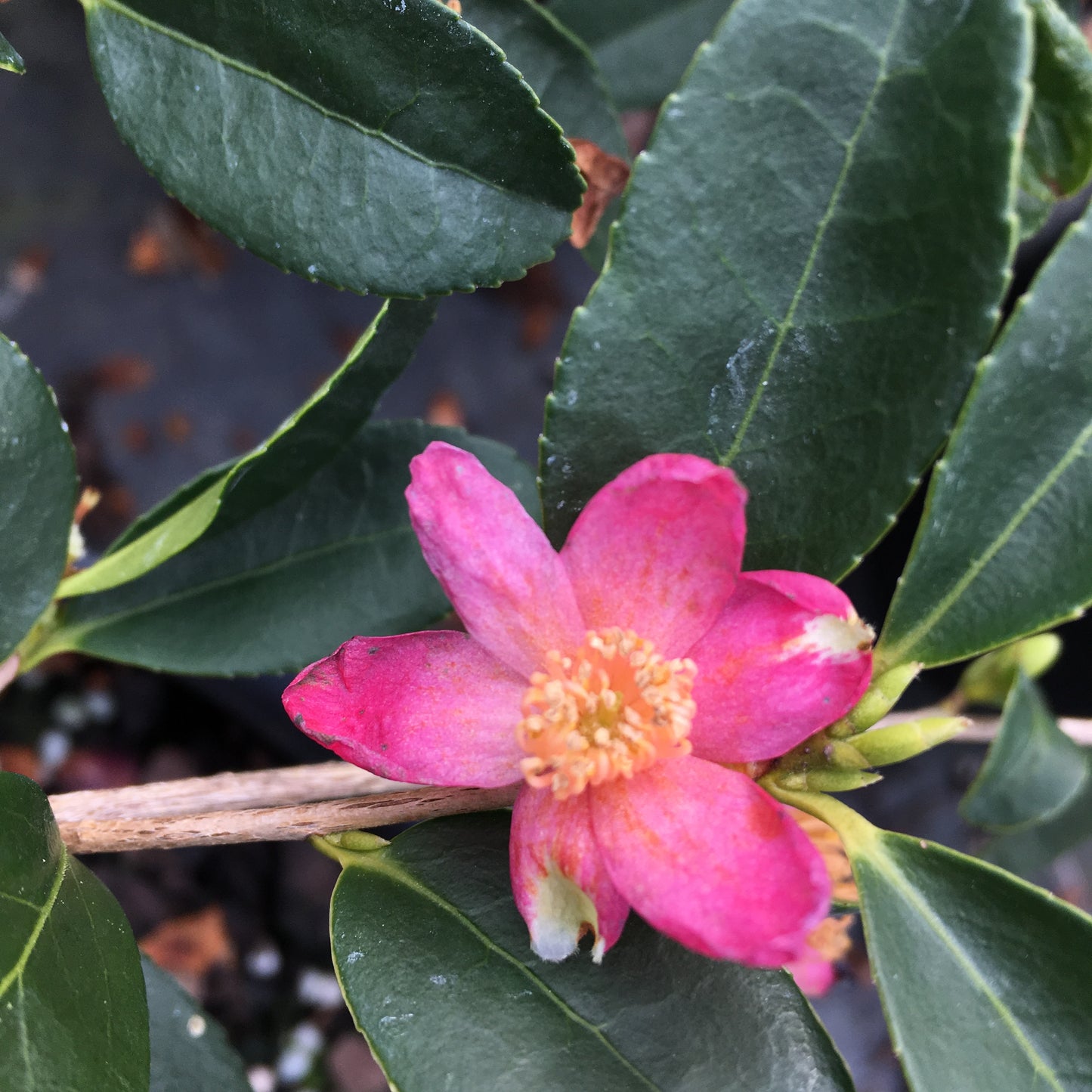 Camellia brevistyla var. rubida