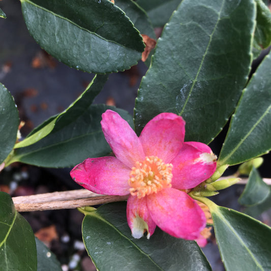 Camellia brevistyla var. rubida