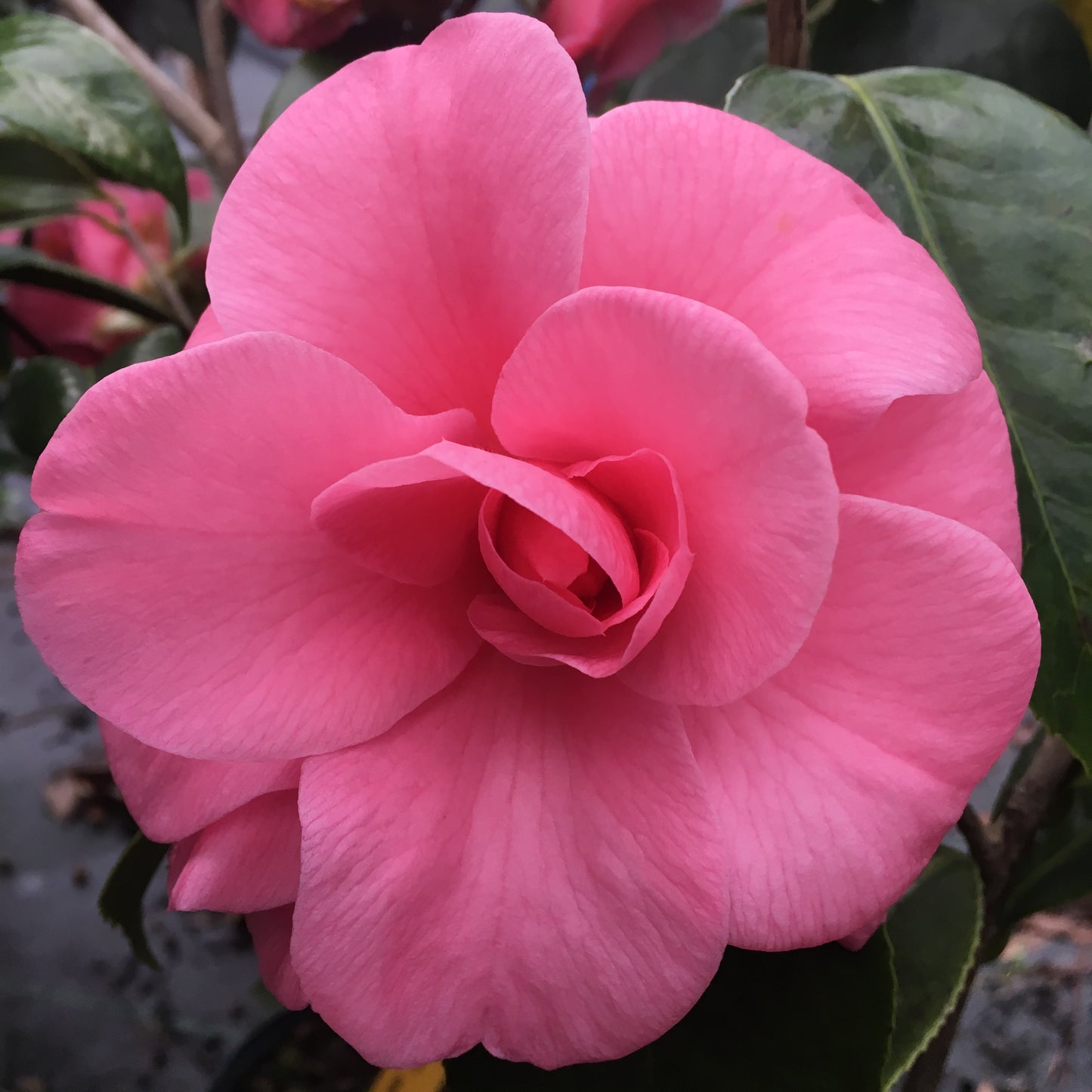 Camellia japonica 'Brother Rose'