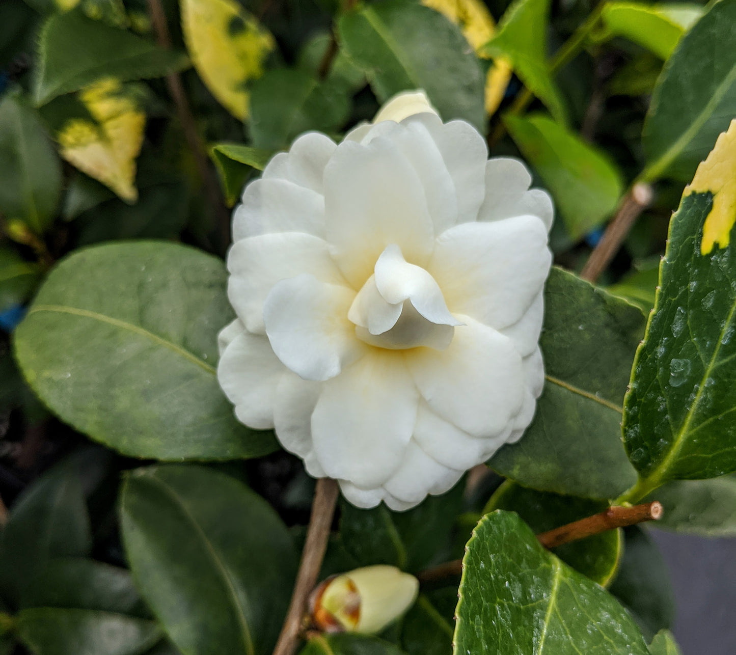 Camellia x 'Buttermint'