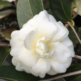 Camellia x 'Buttermint'