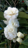 Camellia x 'Buttermint'