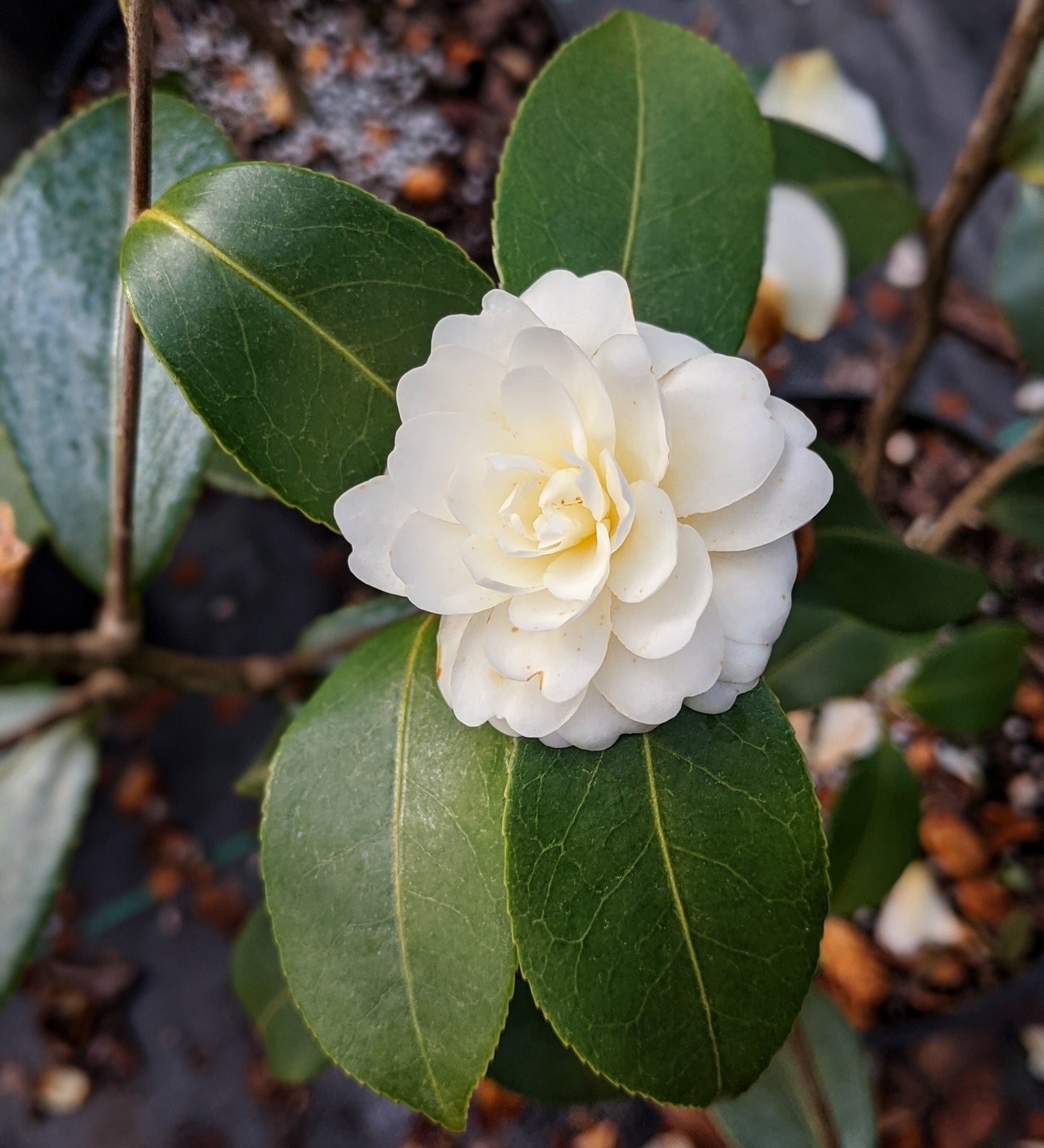 Camellia x 'Buttermint'