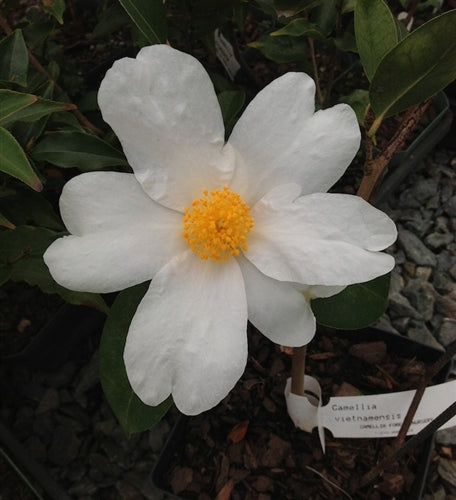 Camellia vietnamensis at Camellia Forest Nursery