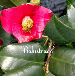 Camellia japonica 'Balustrade' at Camellia Forest Nursery