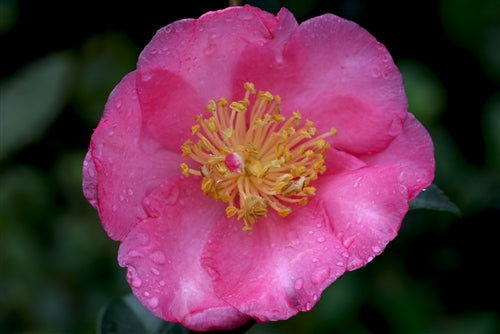 Camellia sasanqua 'Benizakura' at Camellia Forest Nursery