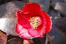 Camellia japonica 'Bloomfield' at Camellia Forest Nursery