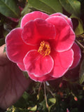 Camellia x vernalis 'Christmas Candy'