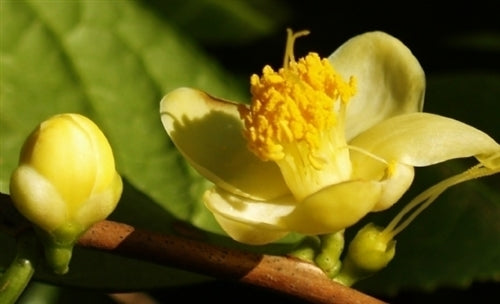 Camellia chrysanthoides at Camellia Forest Nursery