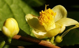 Camellia chrysanthoides at Camellia Forest Nursery