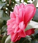 Camellia japonica 'Dusty' at Camellia Forest Nursery