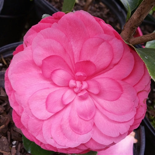 Camellia japonica 'Early Autumn' at Camellia Forest Nursery