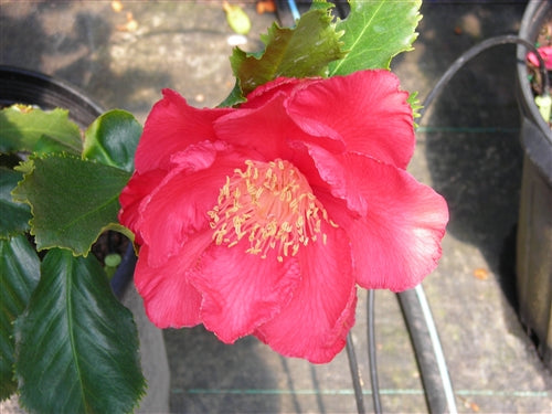 Camellia japonica 'Holly Bright' at Camellia Forest Nursery