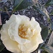 Camellia x 'Ki no Senritsu'