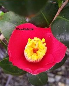 Camellia japonica 'Meadowbrook' at Camellia Forest Nursery