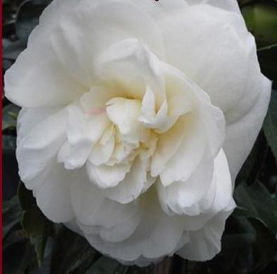 Camellia japonica 'Miss Lyla' at Camellia Forest Nursery