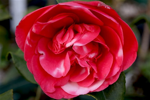 Camellia japonica 'Moire Variegata' at Camellia Forest Nursery