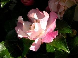 Camellia sasanqua October Magic&reg; Orchid at Camellia Forest Nursery