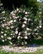 Camellia sasanqua October Magic&reg; Orchid at Camellia Forest Nursery