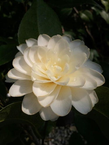 Camellia japonica 'Optical Illusion' at Camellia Forest Nursery