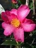 Camellia x vernalis 'Hiryu'