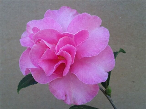 Camellia sasanqua 'Lauren' at Camellia Forest Nursery