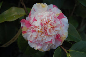 Camellia japonica 'Sporting Class' at Camellia Forest Nursery
