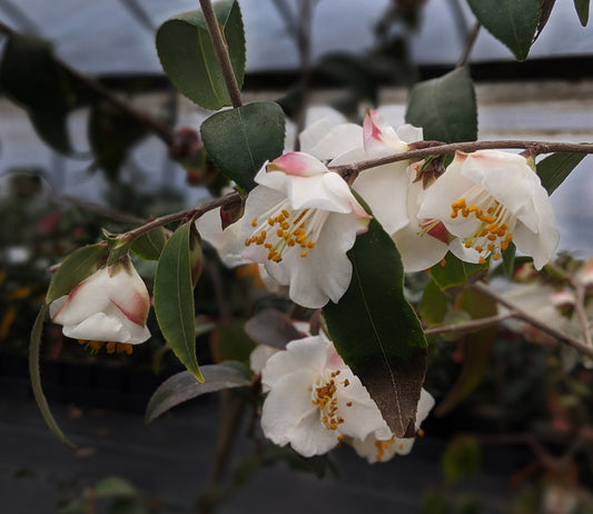 Camellia cuspidata