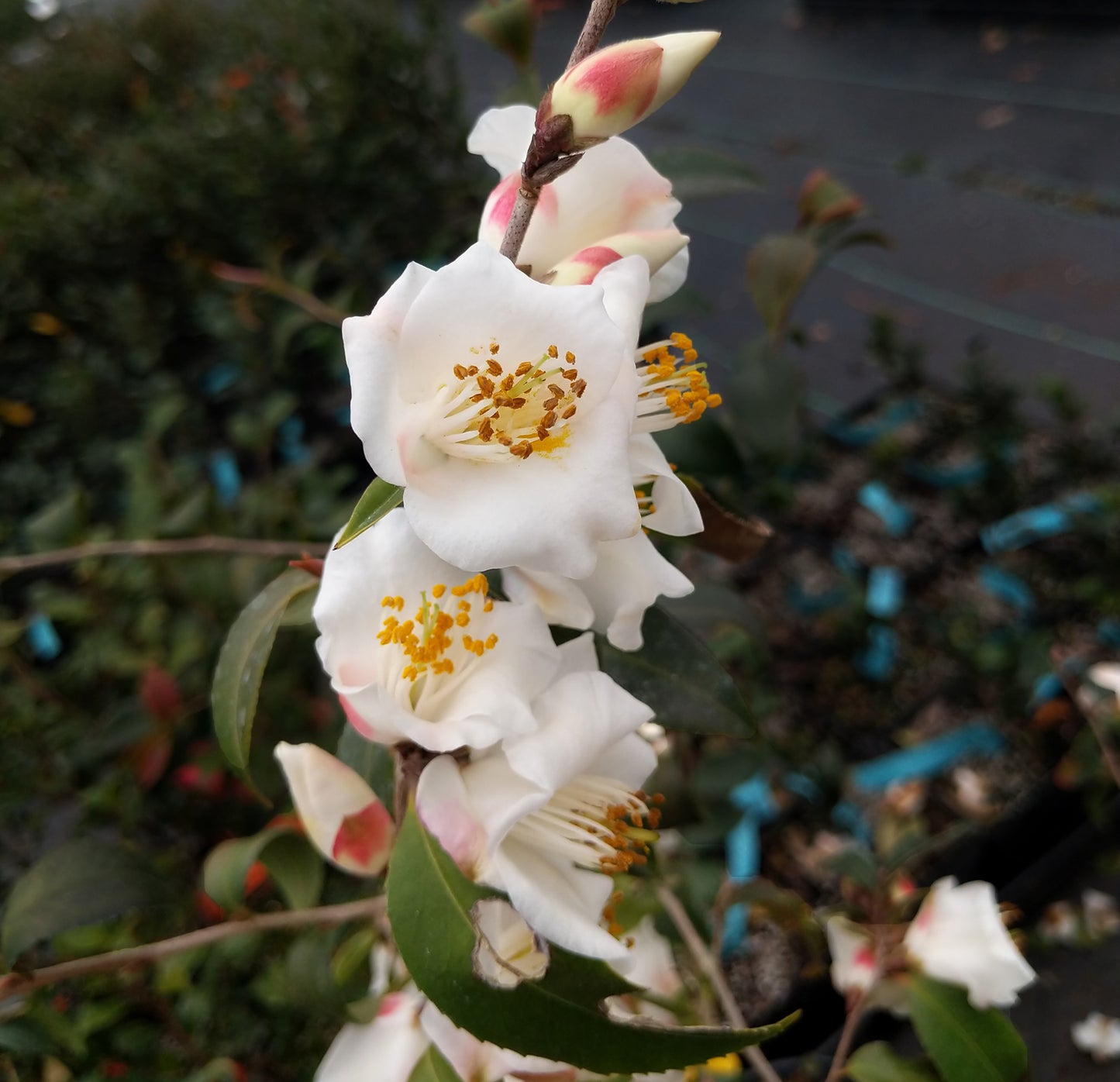 Camellia cuspidata