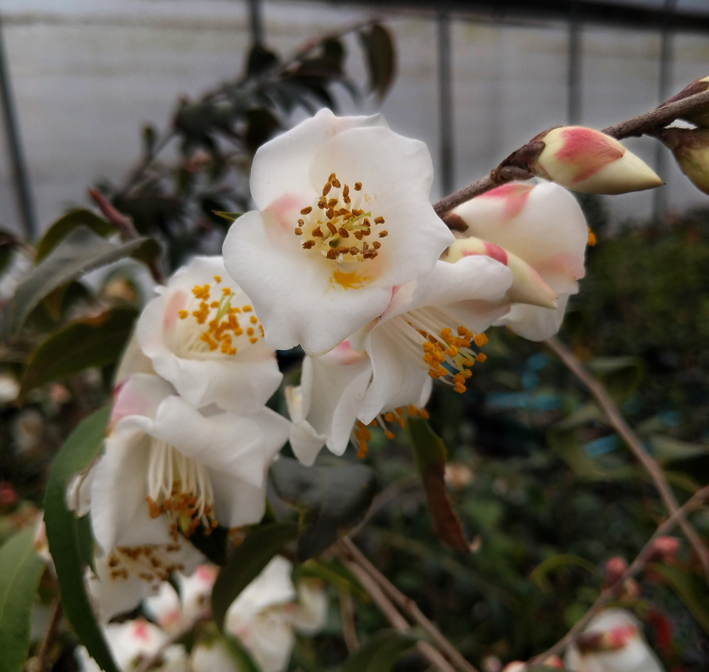 Camellia cuspidata