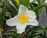 Camellia fluviatiles