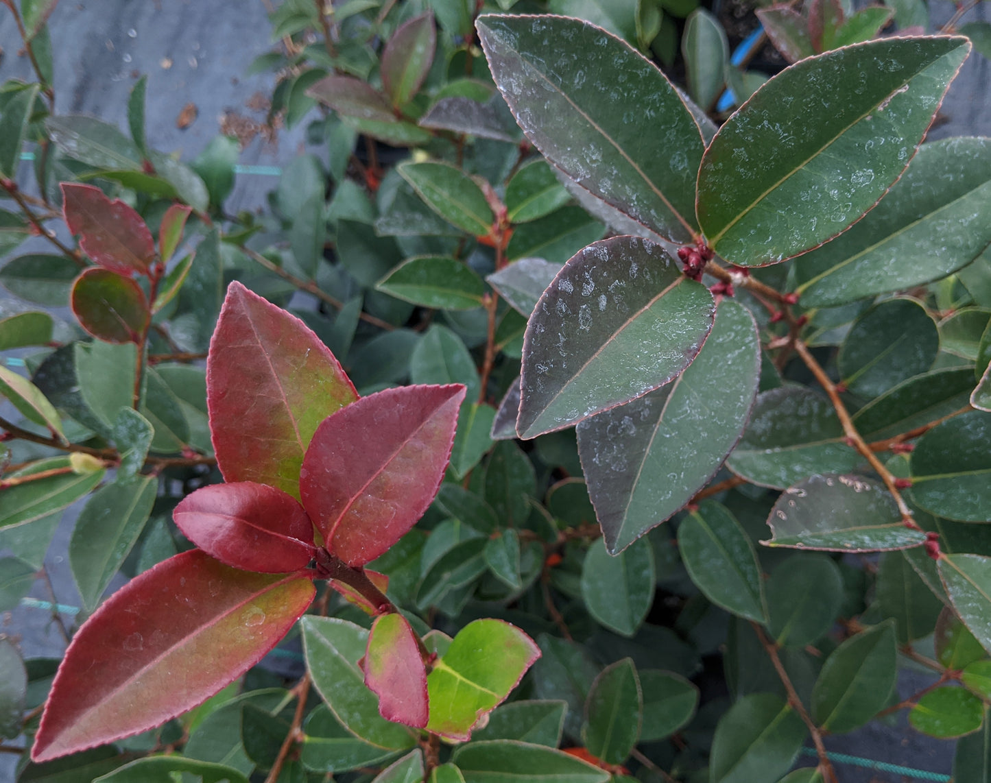 Camellia vietnamensis