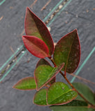 Camellia vietnamensis