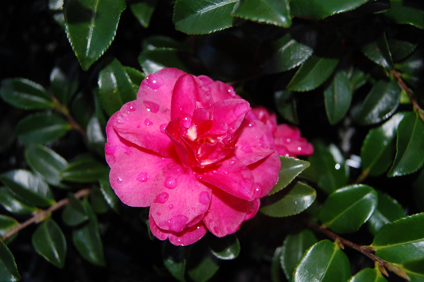 Camellia sasanqua 'Dwarf Shishi'