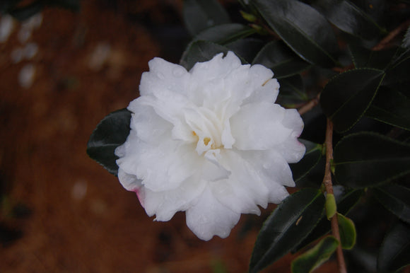 Camellia sasanqua 'Silver Dollar'