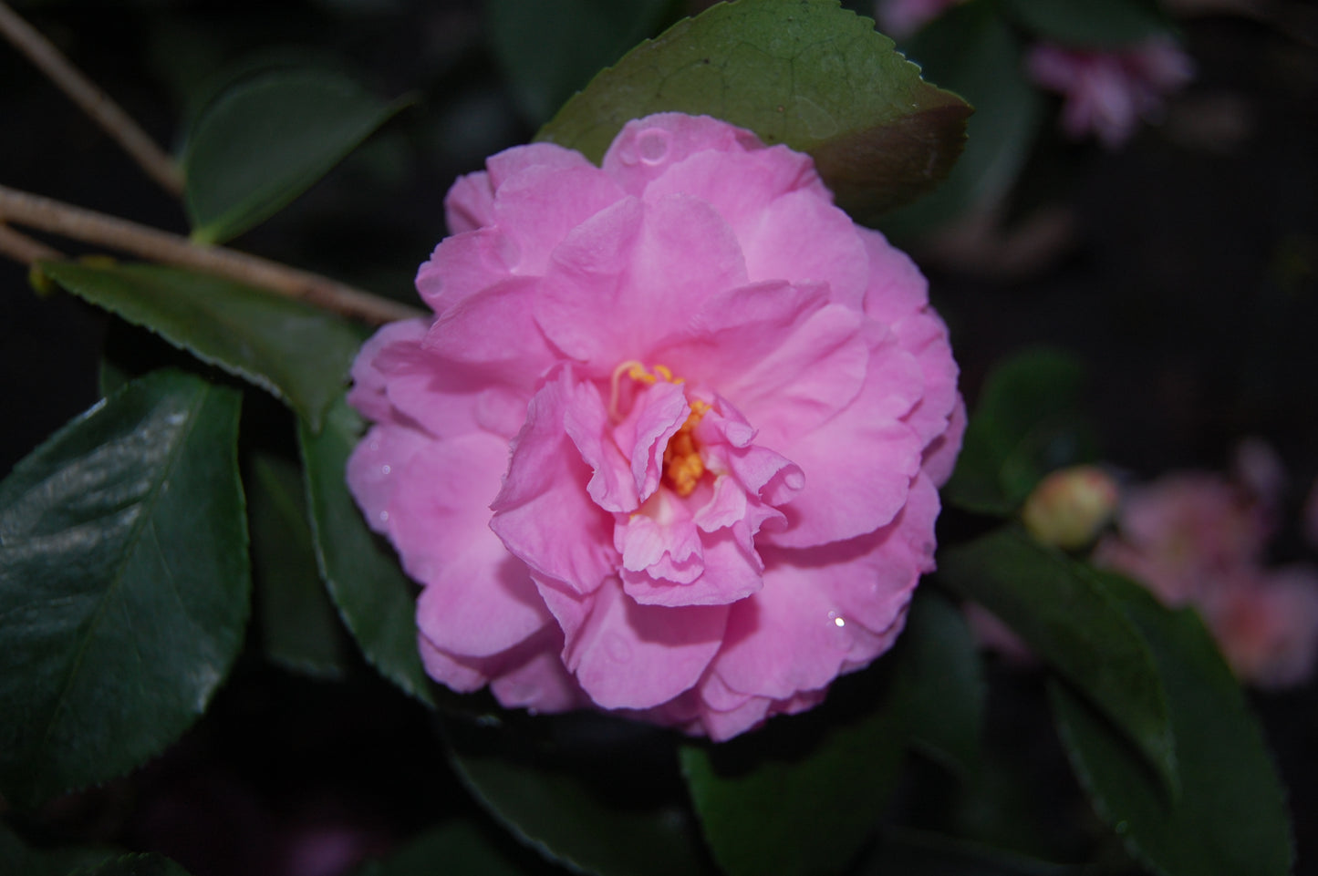 Camellia sasanqua 'Marge Miller'