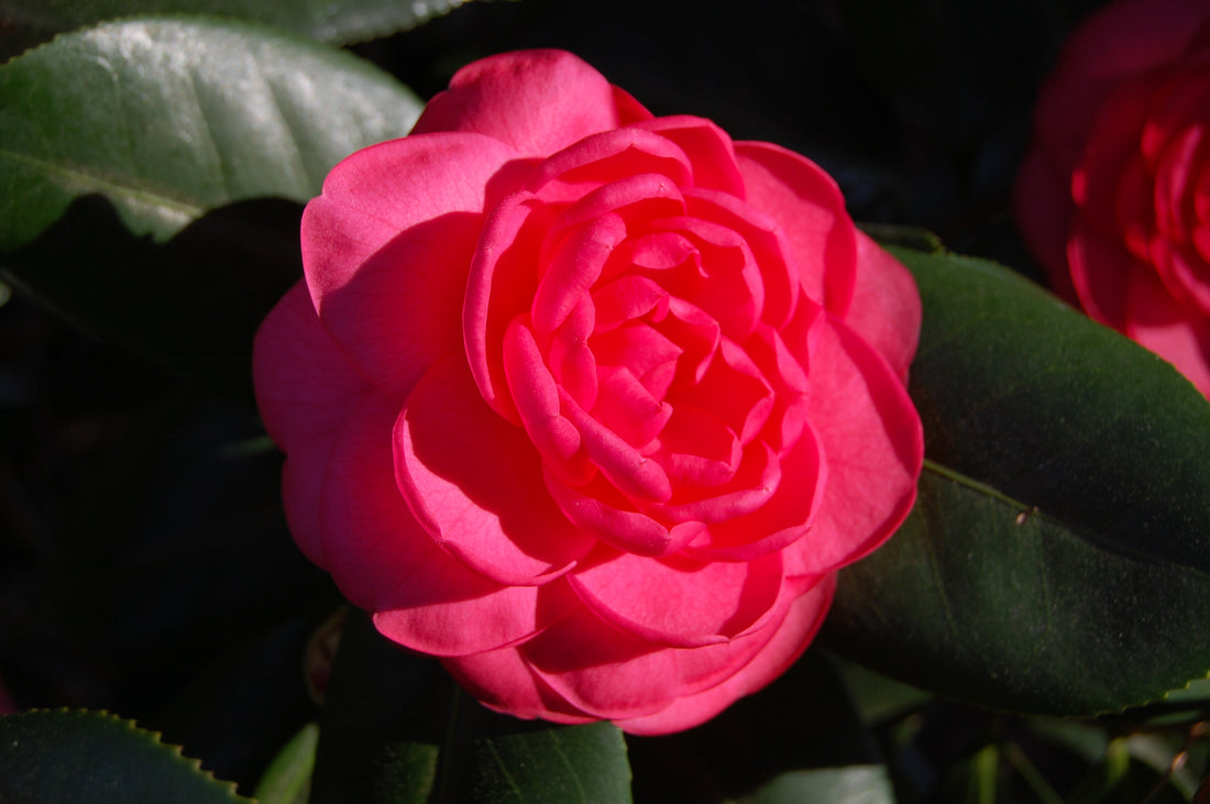 Camellia japonica 'Camille' Camellia Forest Nursery