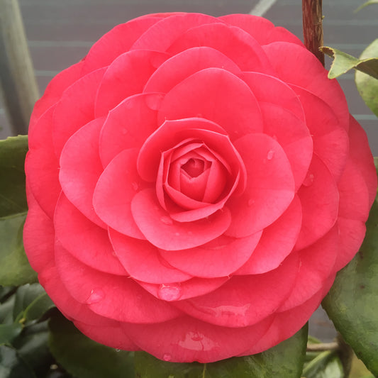 Camellia japonica 'Camille'