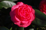 Camellia japonica 'Camille'