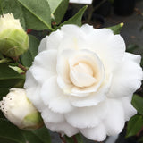 Camellia japonica 'Campari Var'